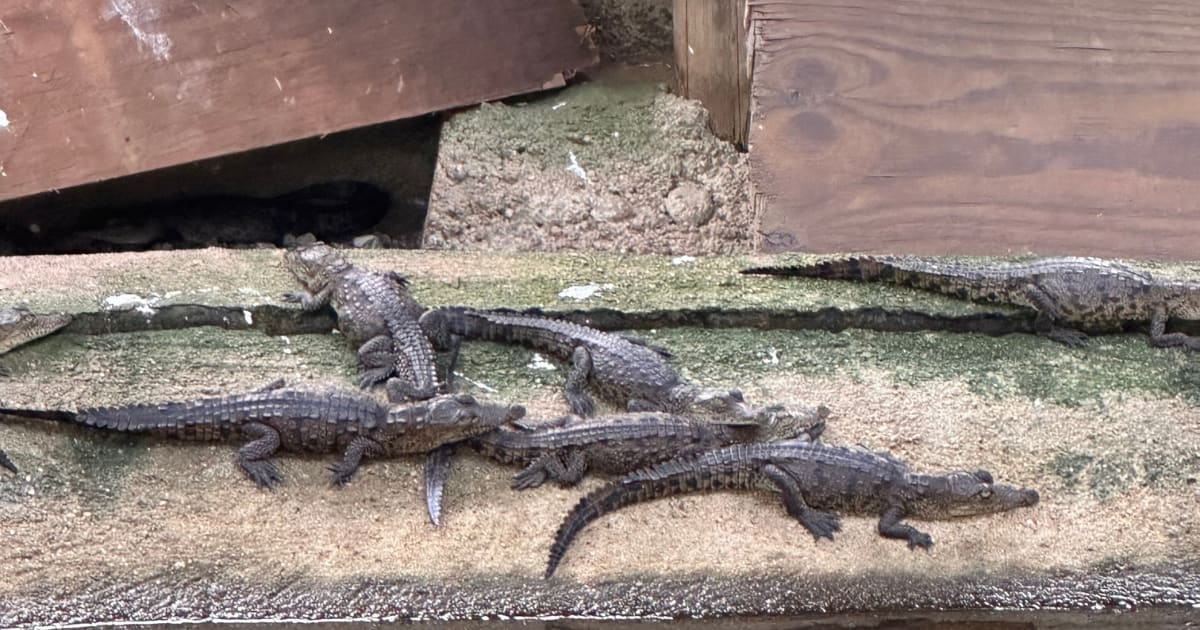 Ventanilla Ecotour with Wildlife and Coastal Towns: photo 7