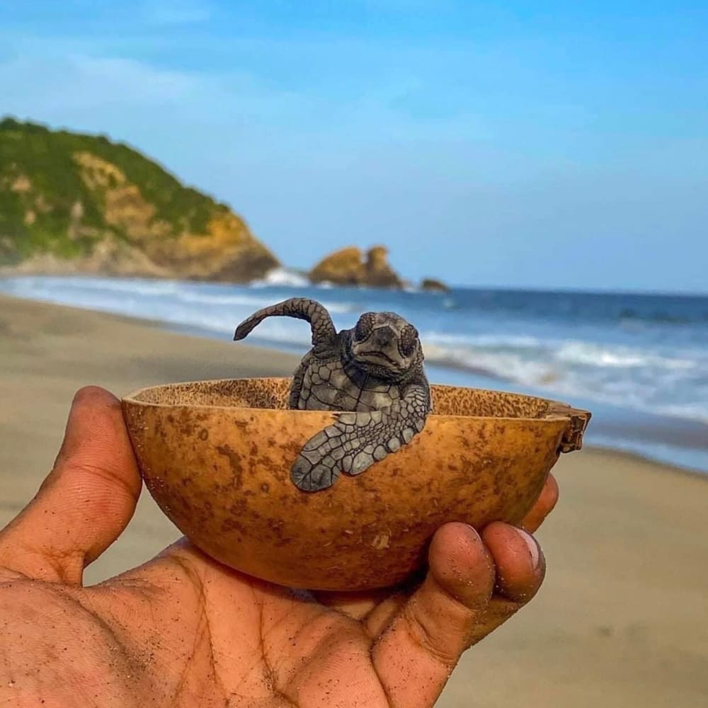 Sea Turtle Release with Transportation Included