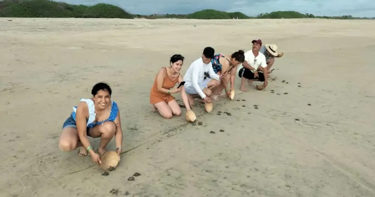 Sea Turtle Release with Transportation Included: photo 2