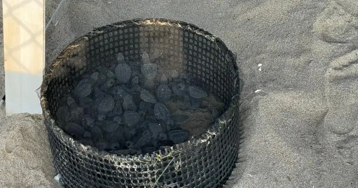 Sea Turtle Release with Transportation Included: photo 4