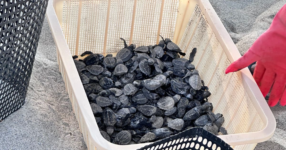 Sea Turtle Release with Transportation Included: photo 9