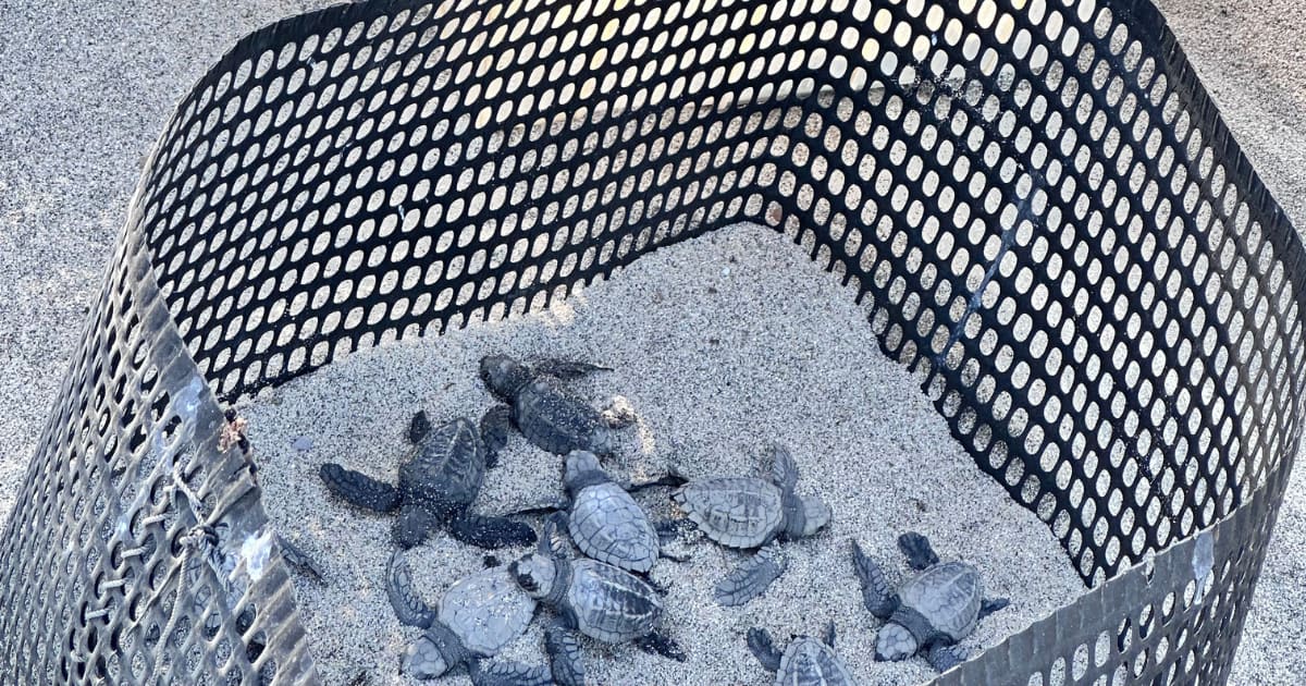 Sea Turtle Release with Transportation Included: photo 10