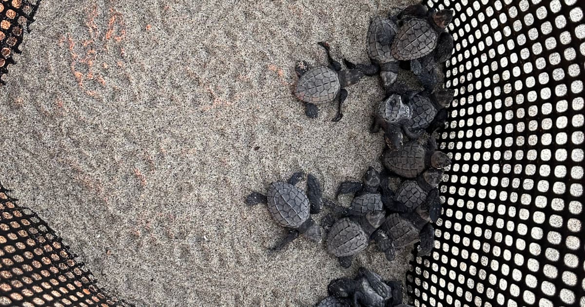 Sea Turtle Release with Transportation Included: photo 11