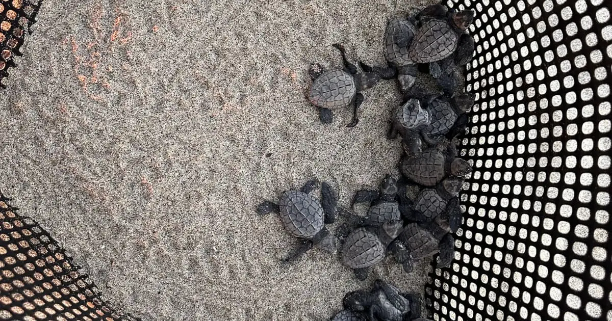 Sea Turtle Release with Transportation Included: photo 11