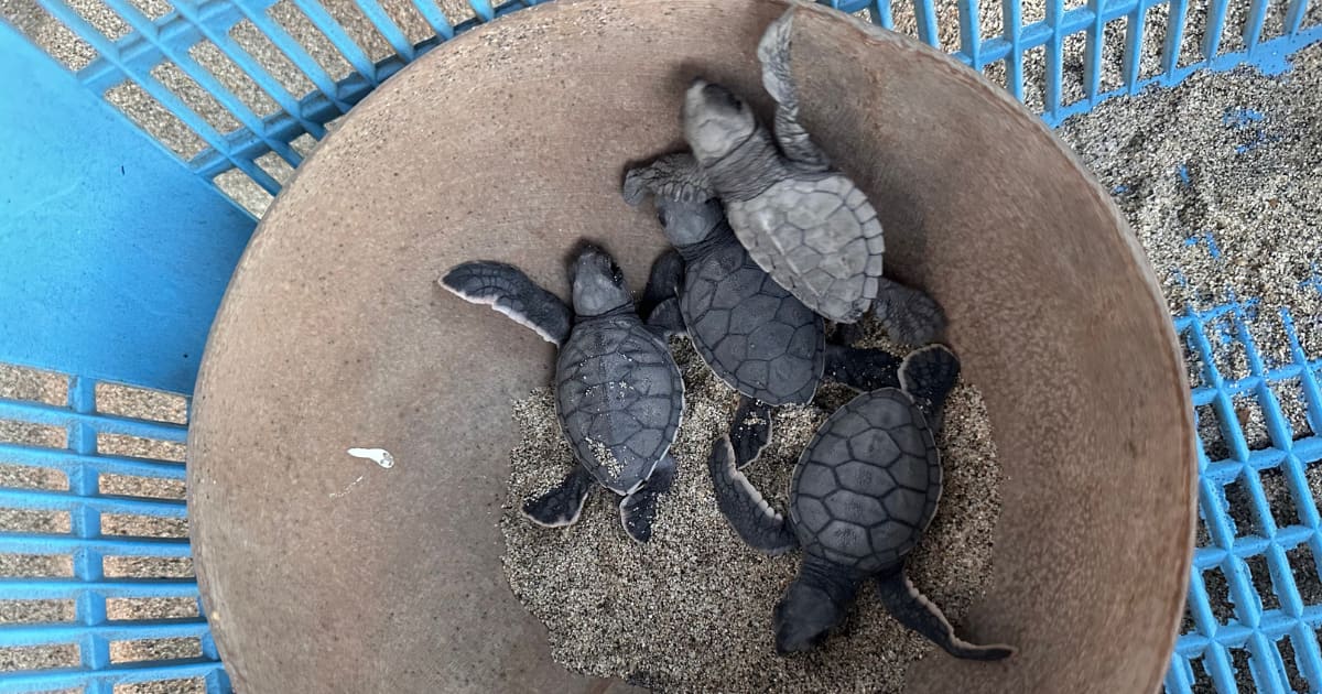 Sea Turtle Release with Transportation Included: photo 12
