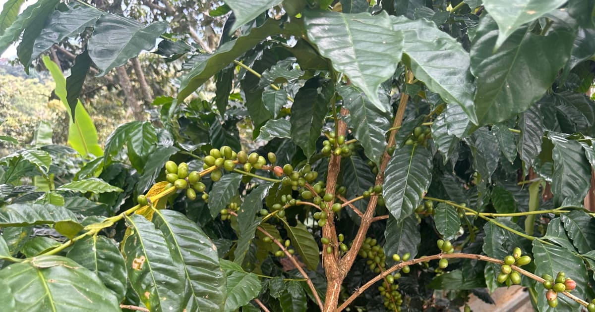 Pluma Hidalgo Coffee Tour with Transportation: photo 6