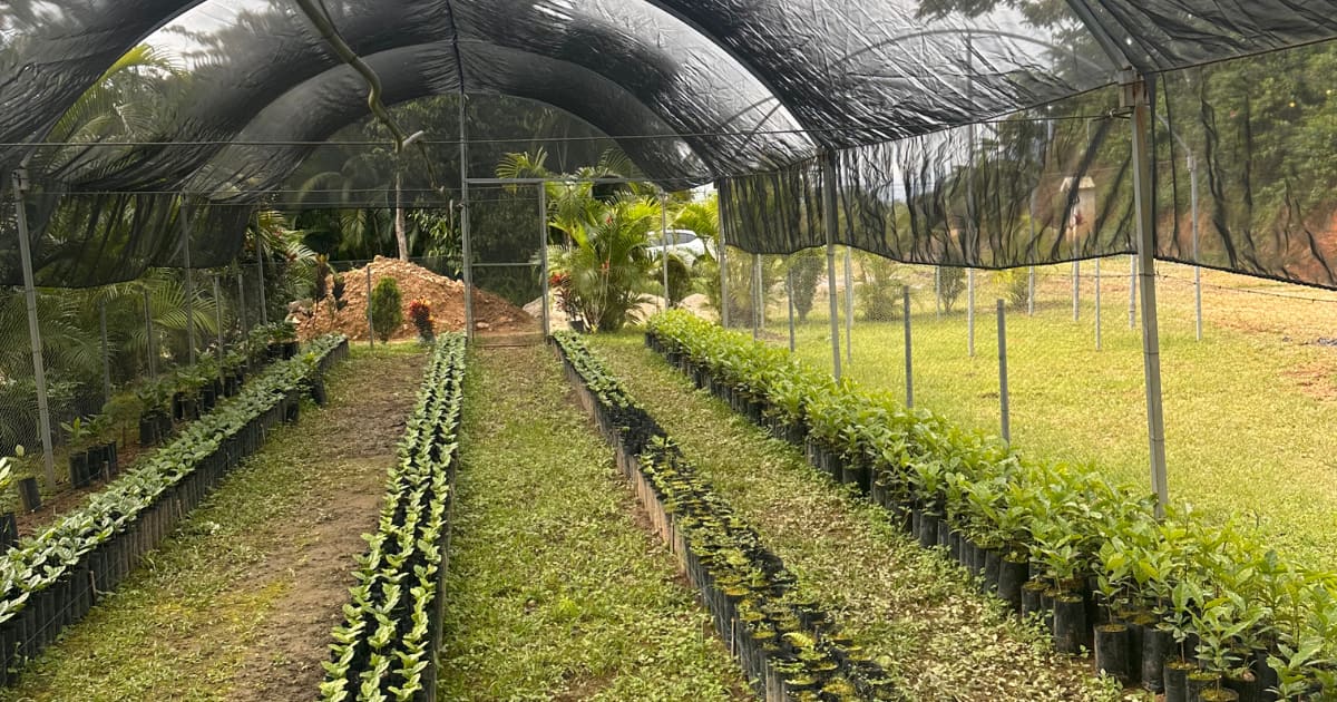 Pluma Hidalgo Coffee Tour with Transportation: photo 8