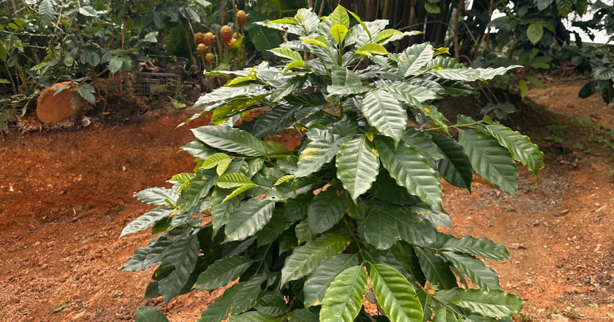 Pluma Hidalgo Coffee Tour with Transportation: photo 11