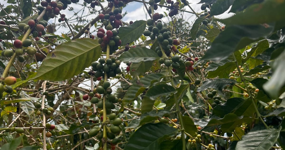Pluma Hidalgo Coffee Tour with Transportation: photo 12