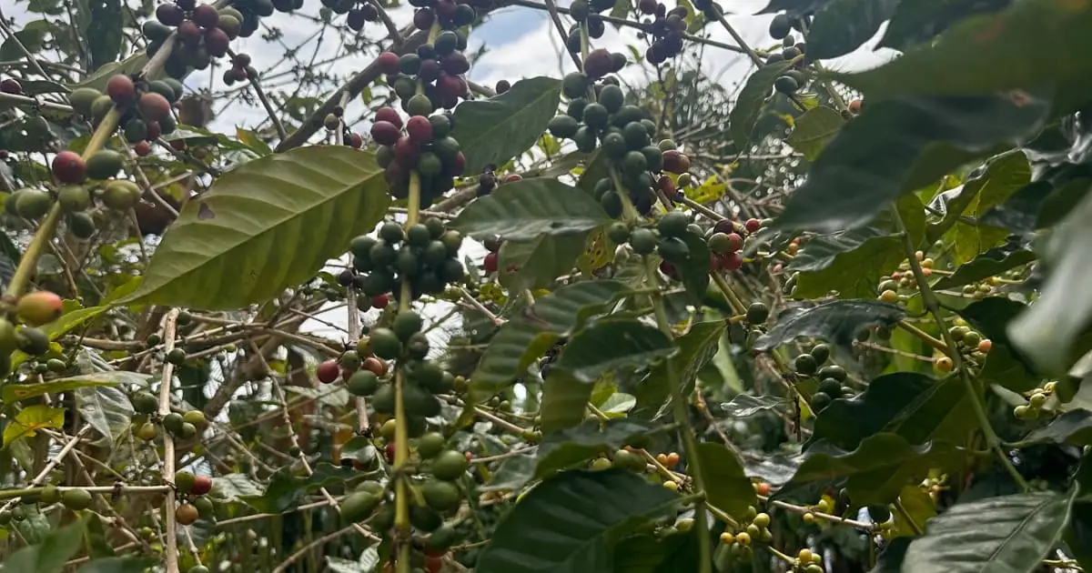 Tour del Café en Pluma Hidalgo con Transporte: fotografía 11