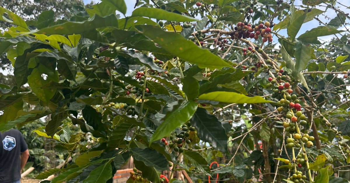 Pluma Hidalgo Coffee Tour with Transportation: photo 13
