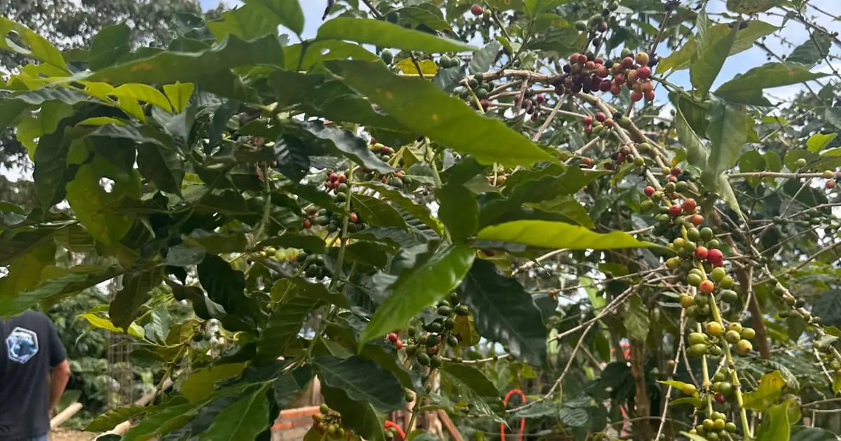 Tour del Café en Pluma Hidalgo con Transporte: fotografía 12